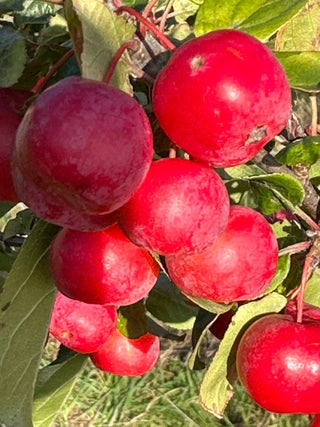 Malus ‘Rudolph’