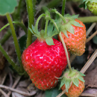 Senga Sengana Strawberries