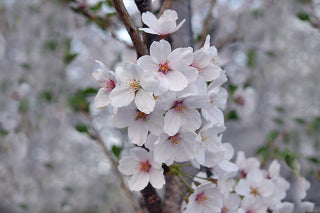 Chocolate Ice Ornamental Cherry