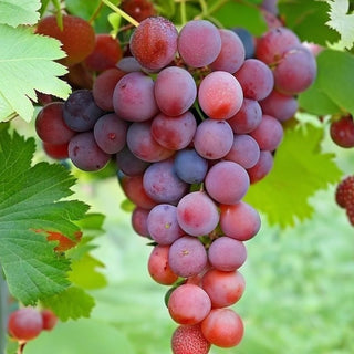 Strawberry Vine Grape