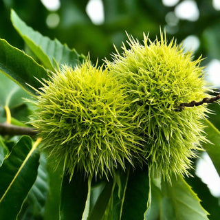 Sweet Chestnut Marion De Lyon