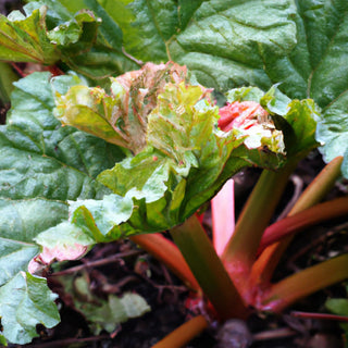 Timperly Early Rhubarb