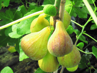 Violetta Fig